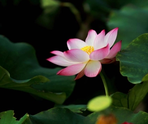 Sứ mệnh - Tầm nhìn