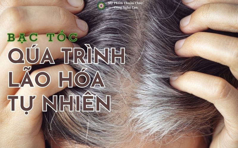 bac-toc-do-lao-hoa